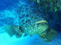 Goliath Grouper