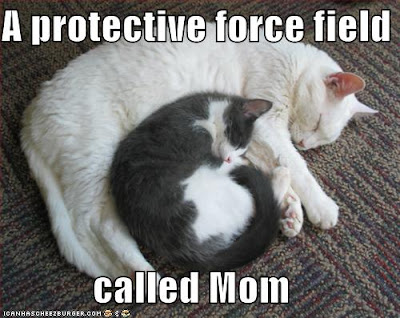 funny cats with words. funny funny cats with words. funny cats with words. funny