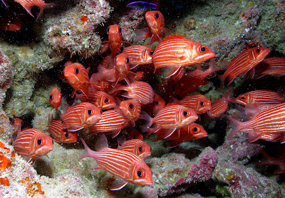 fish index striped squirrelfish