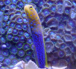 Blue Dot Jawfish