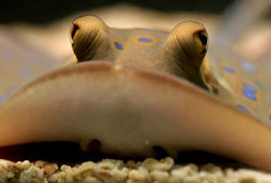 Blue Spotted Stingray