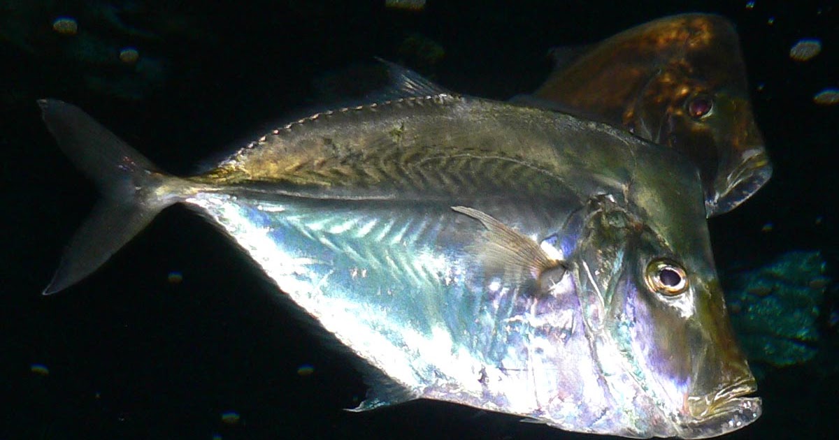 Fish Index Threadfin Lookdown (Selene vomer)