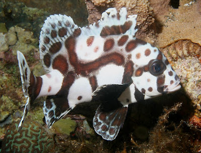 Sweetlips Marine Fish