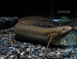 African Lungfish - The Fish That Can Survive Without Water For 4 Years