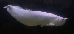 Platinum Arowana - The Most Expensive Aquarium Fish