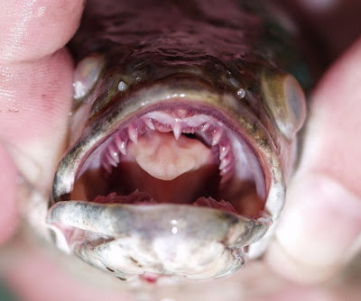 Conger Eel Teeth