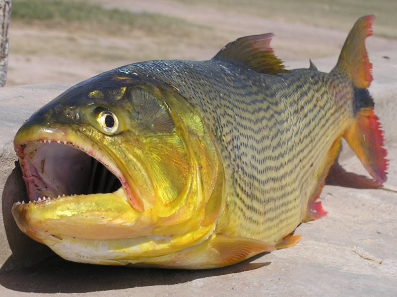 Fish Index Golden Dorado (Salminus brasiliensis)