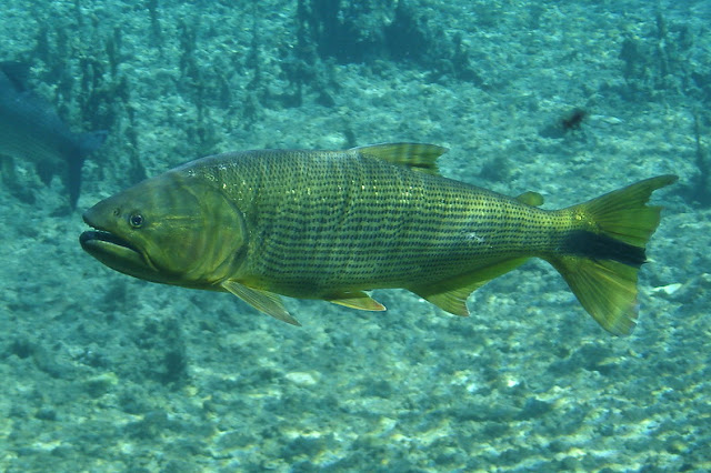 fish index golden dorado