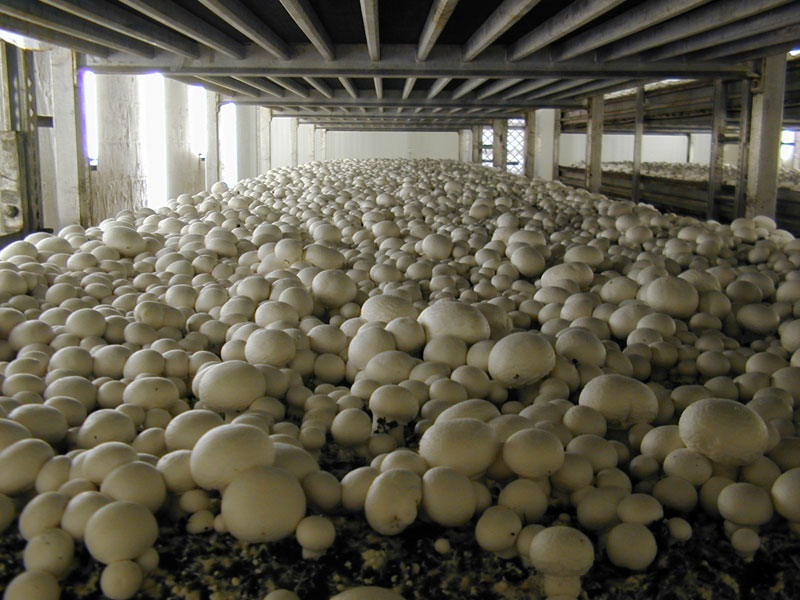 mushroom producers Delicately hand picked sa mushrooms has grown to become the second largest privately owned mushroom farm in south australia from small beginnings as a family-run farm, the business is today a primary supplier of mushrooms to major supermarkets, independent greengrocers and produce markets in south australia, and nation wide. mushroom producers Delicately hand picked sa mushrooms has grown to become the second largest privately owned mushroom farm in south australia from small beginnings as a family-run farm, the business is today a primary supplier of mushrooms to major supermarkets, independent greengrocers and produce markets in south australia, and nation wide.