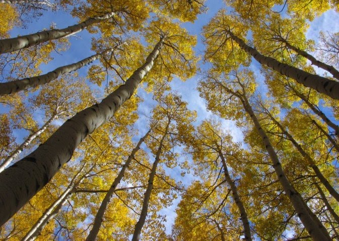 [fall-foliage7.jpg]