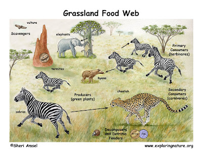 grassland food web. of the grassland food web