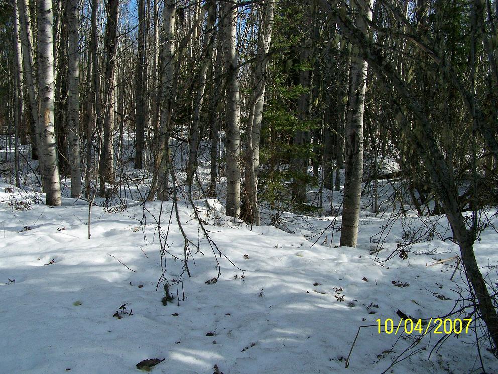 [housebuilding1.JPG]