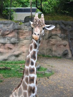 Giraffe Noise