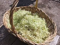 Picked elderflower blossoms