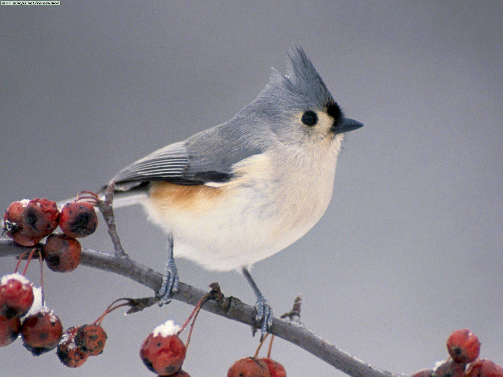 nanepashemet tufted titmouse return nanepashemet tufted titmouse return