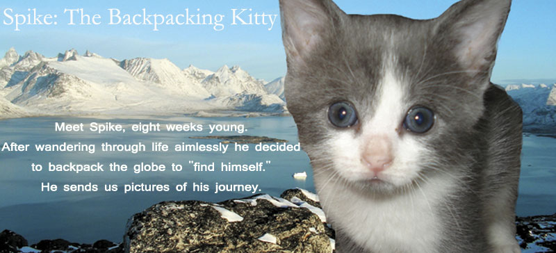 Spike: The Backpacking Kitty