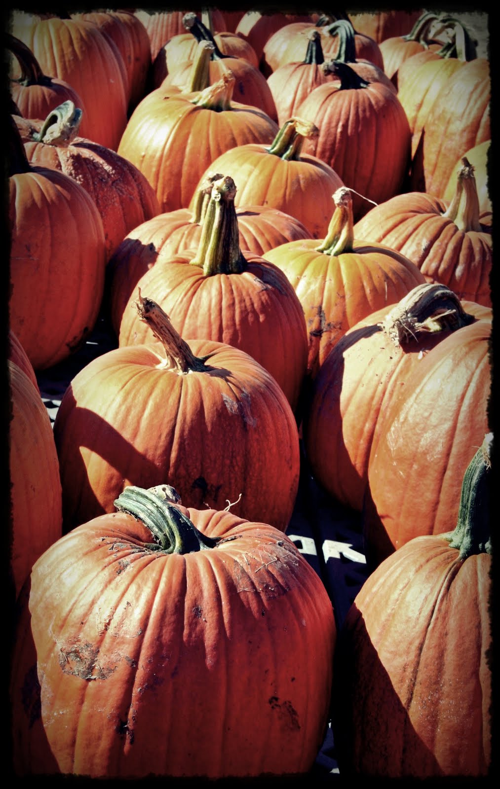 [pumpkin.JPG]