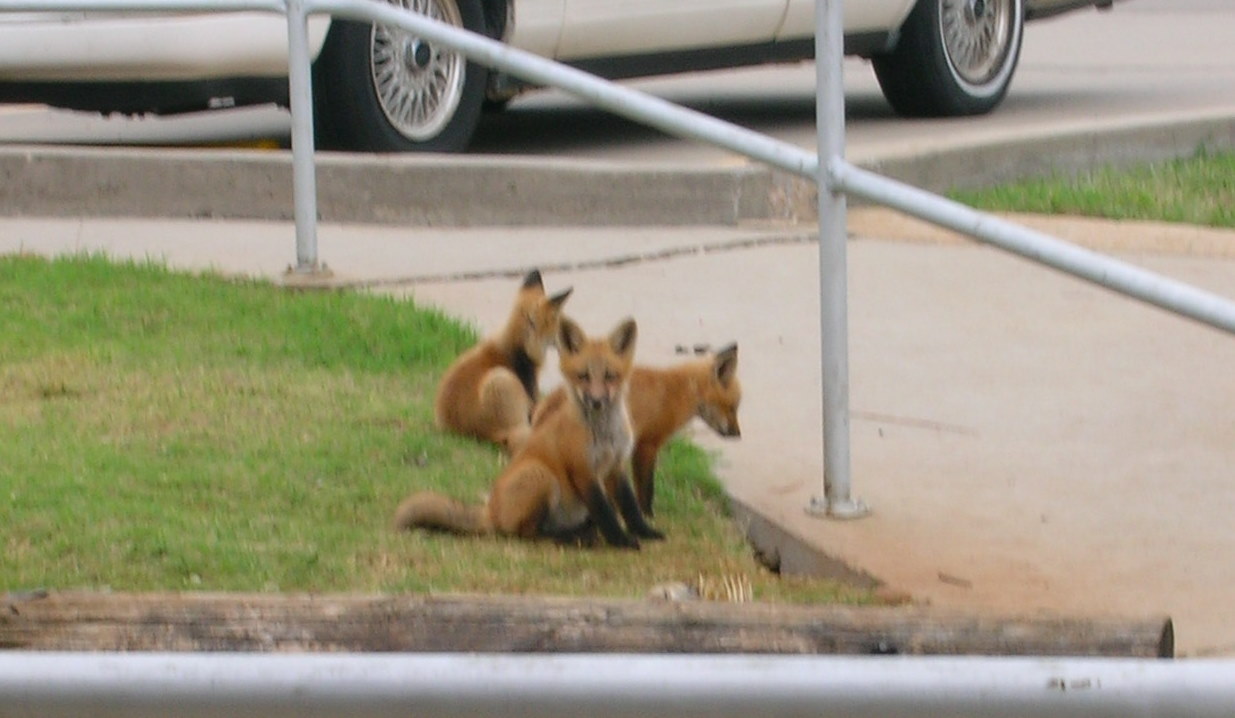 [fox3_04292009.jpg]