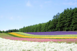 Lavendar Field