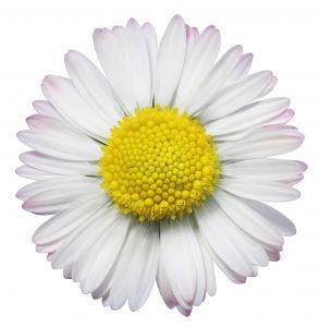 [211686_daisy.jpg]