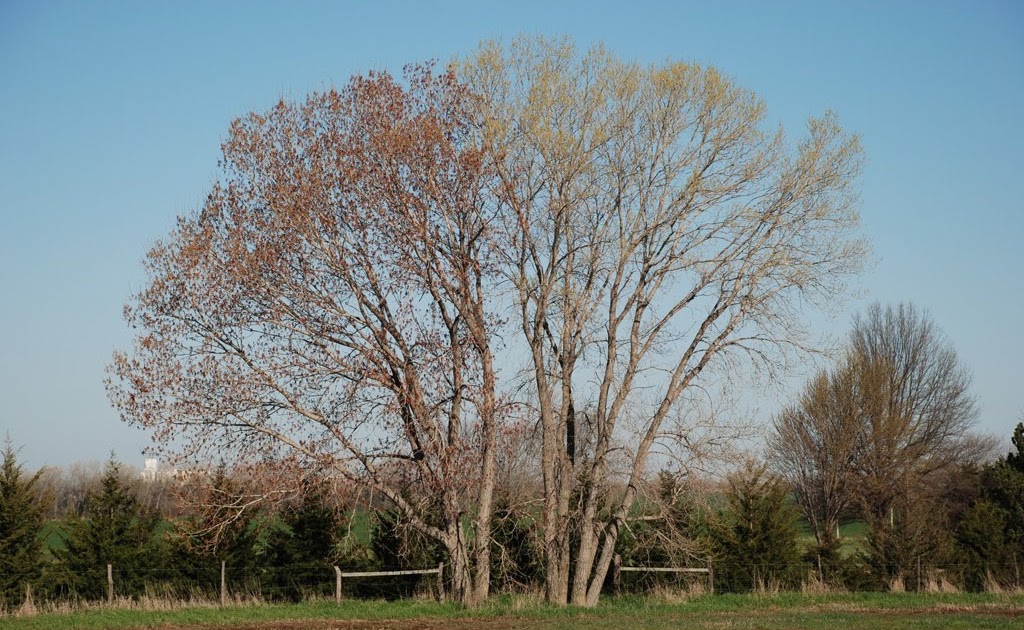 Gaia Garden A Telling Time for Cottonwoods