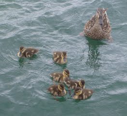 [ducks.jpg]