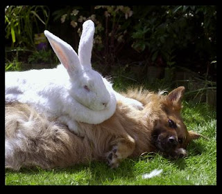 bunny rabbit giant bunnies dog rabbits puppy cute animal fuzzy biggest friends animals dogs omg tackles collection baby brault friend