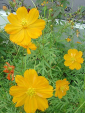 Cosmos sulphureus