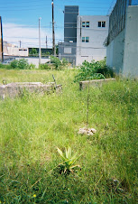 Weed whacker Maguey survivor in front