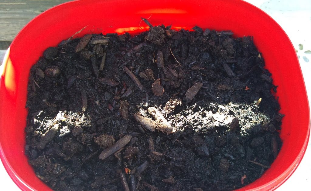 Plant Zone First Palm Sprout (Trachycarpus fortunei)