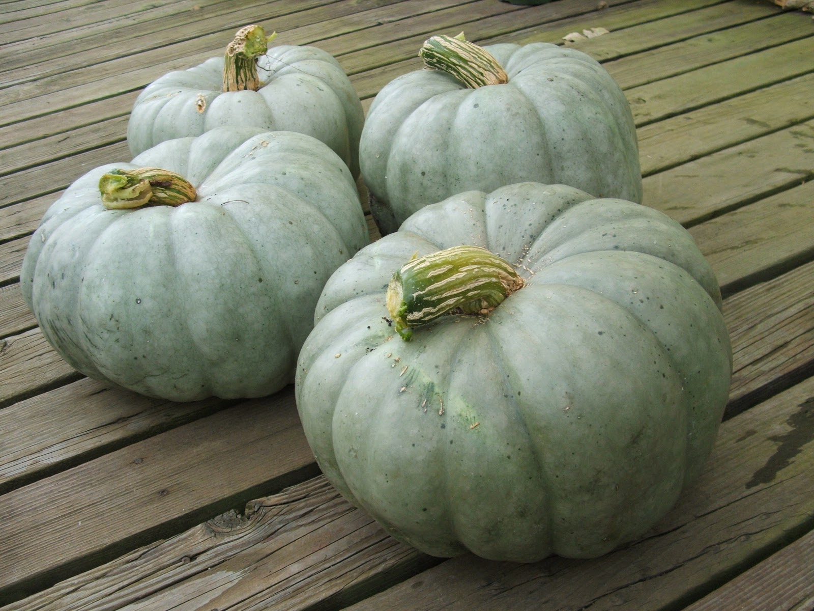 Green Zebra Market Garden Orange jarrahdale pumpkin?