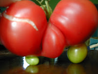 TOMATO GONE WRONG!!! Thteed Freak Mutant Tomato