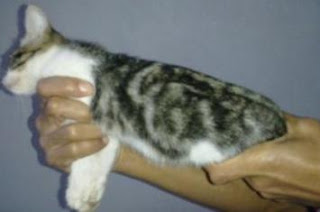 kucing-berlafazAllah kucing-berlafazAllah