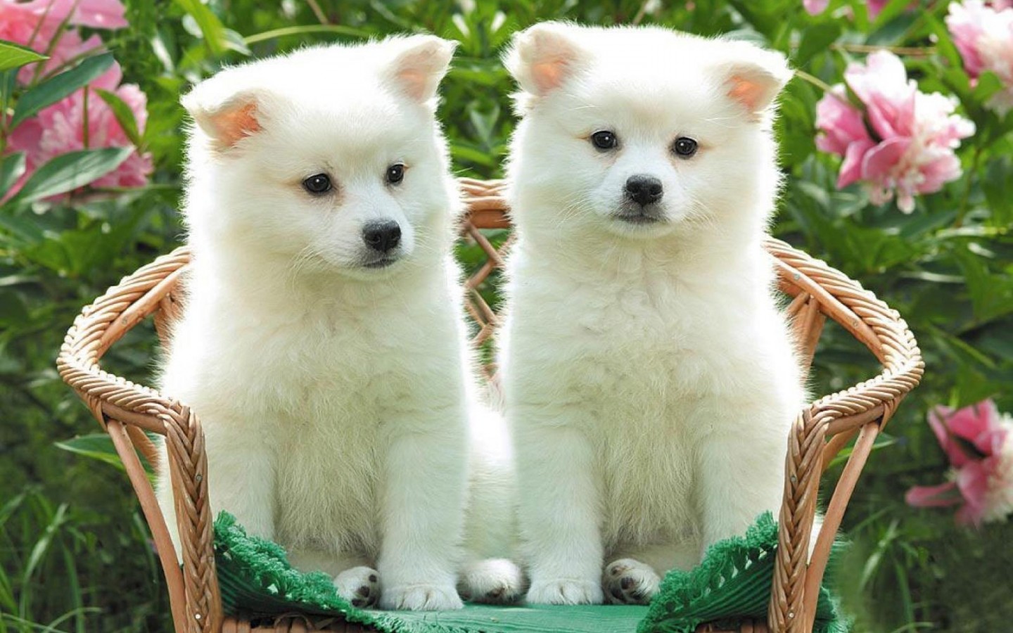 http://4.bp.blogspot.com/_csYfHfkaIuU/TPFA6PqXtoI/AAAAAAAAAAY/BaG4bFB-qog/s1600/perros2g.jpg