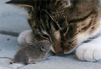 un-chat-et-une-souris-trop-mignons.jpg