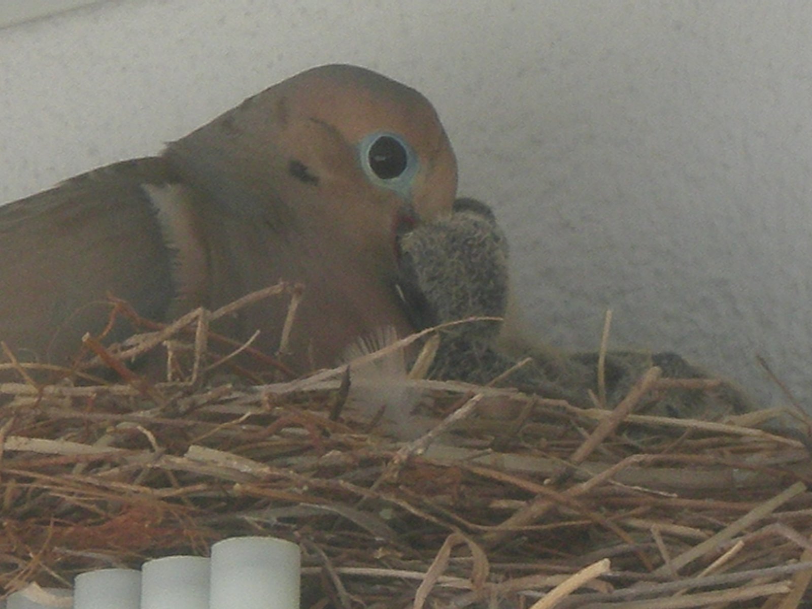 [birds+004.JPG]