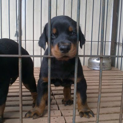 Jualanjing Jual Anak Anjing Anakan Rotweiler Doberman