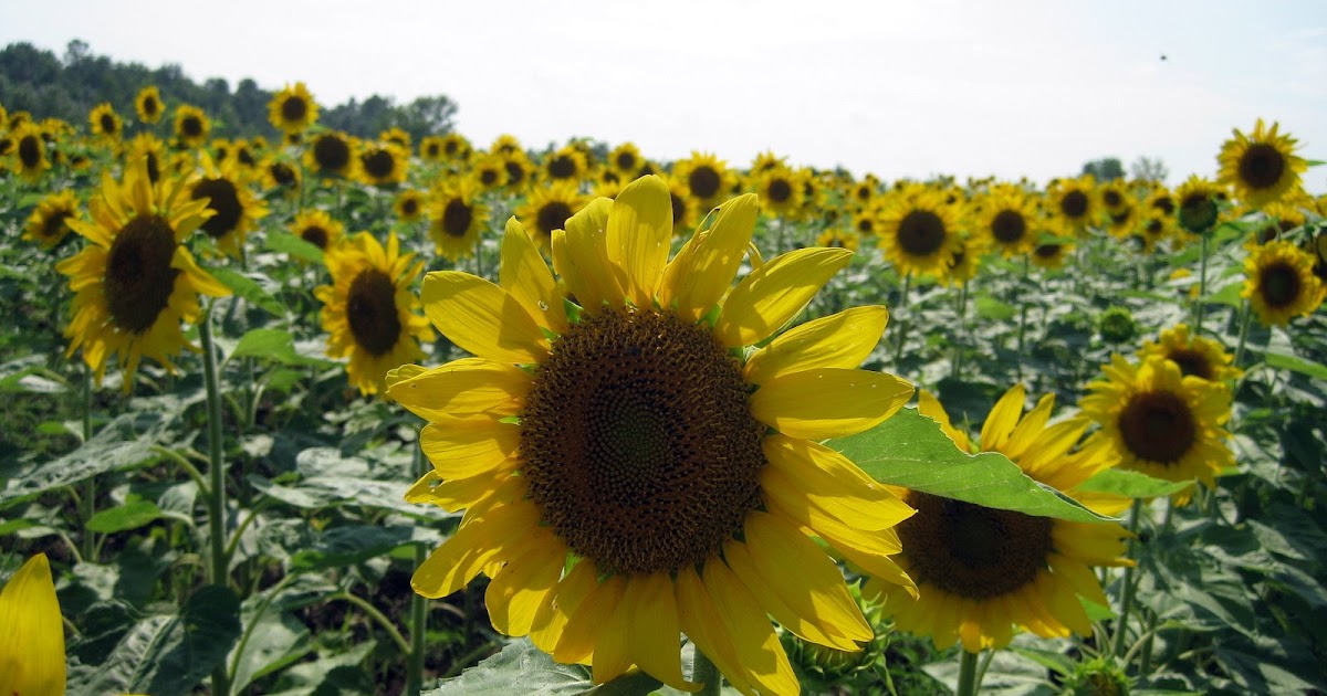 North/South Eastern Wisconsin Sunflower Fields