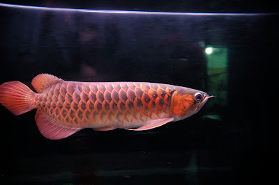 Blood Red Arowana