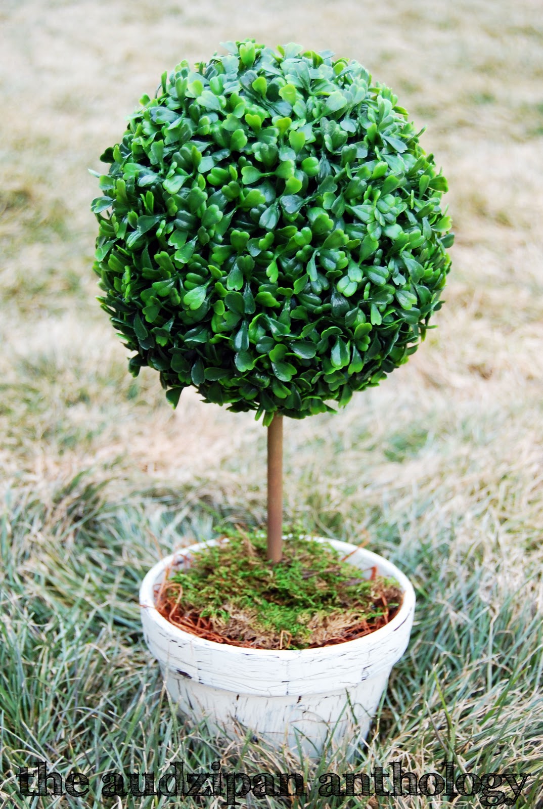 the audzipan anthology Boxwood Topiary Tutorial