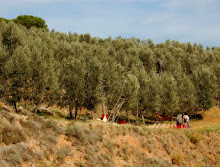 Olive harvest