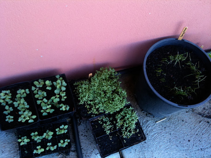 Seedlings and Cress