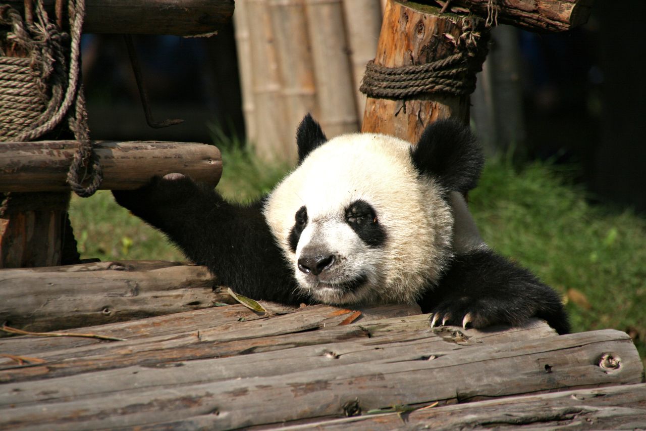 All About Giant Pandas