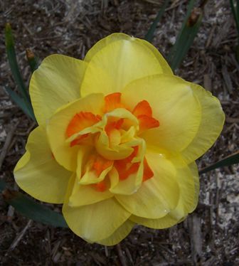 daffodil yellow and orange