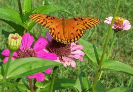 Gulf Fritillary on zinnia