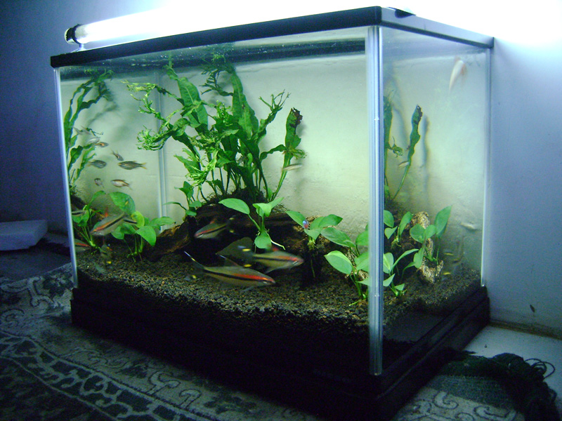 aquascape jember jember aquascape to han aquascaping aquascape jember jember aquascape to han aquascaping