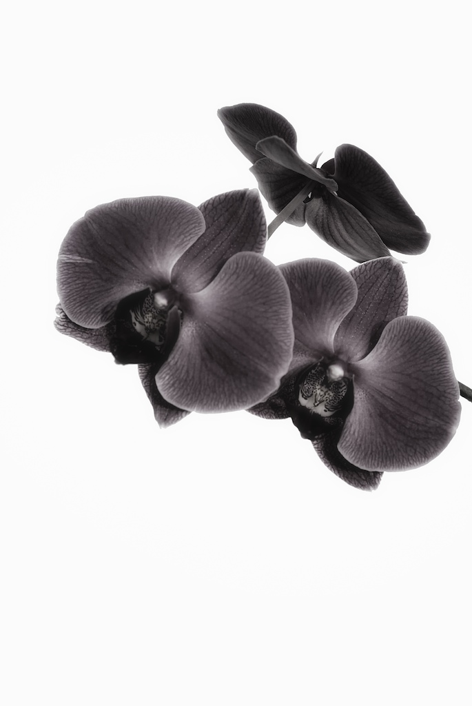 [Phalaenopsis.jpg]