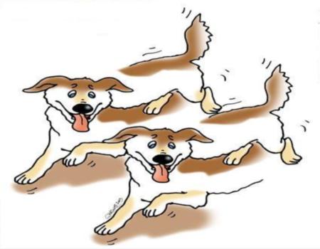 [dogs-optical-illusions.jpg]
