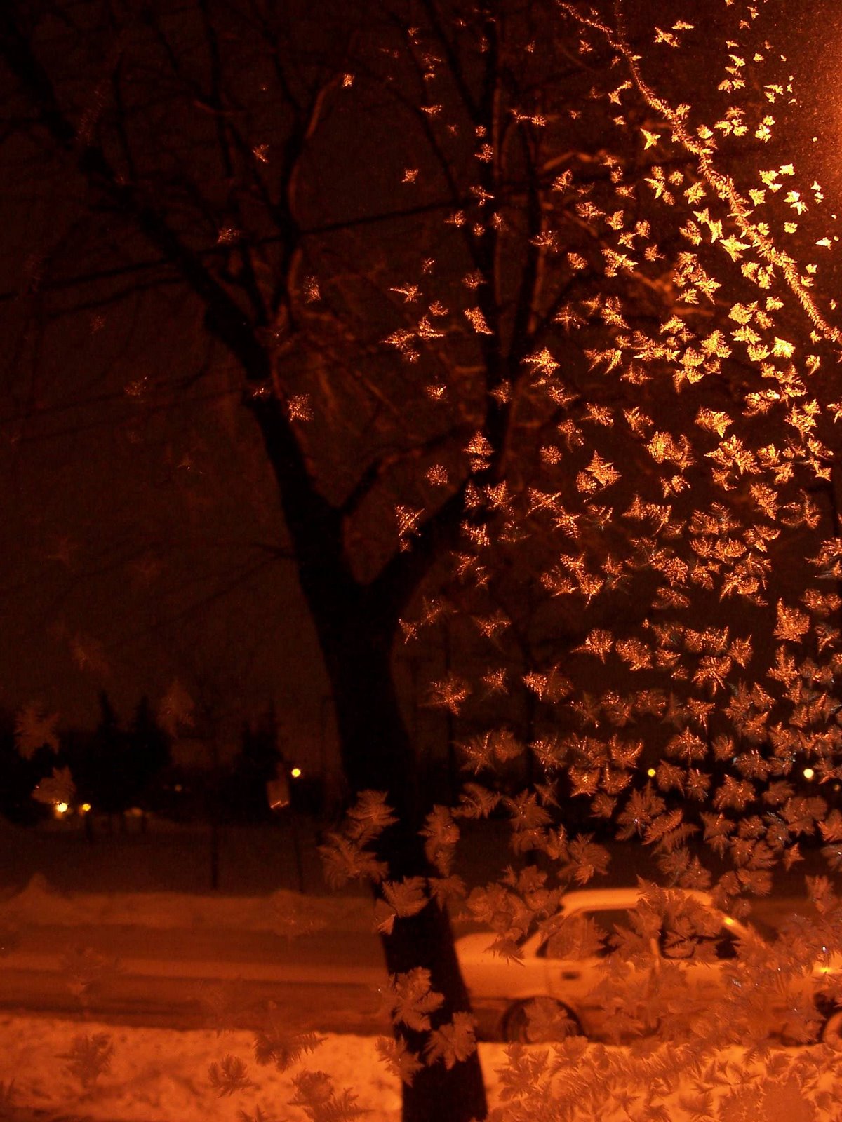 [night+butterflies.JPG]