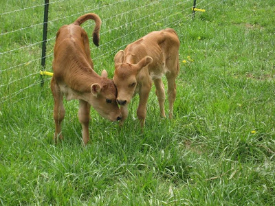Little John and Milly have bonded as well. Little John and Milly have bonded as well.